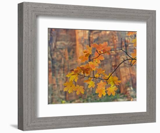 Zion National Park, Utah, USA-Cathy & Gordon Illg-Framed Photographic Print