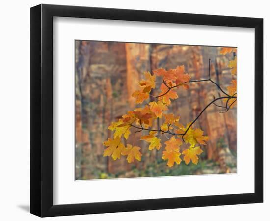 Zion National Park, Utah, USA-Cathy & Gordon Illg-Framed Photographic Print