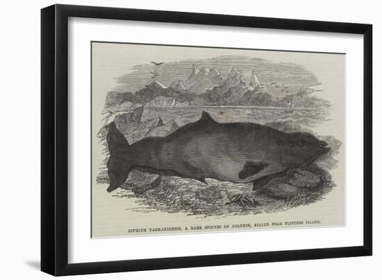 Ziphius Tasmaniensis, a Rare Species of Dolphin, Killed Near Flinders Island-null-Framed Giclee Print