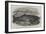 Ziphius Tasmaniensis, a Rare Species of Dolphin, Killed Near Flinders Island-null-Framed Giclee Print