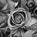 Sorrow Rose-zirconicusso-Premium Giclee Print