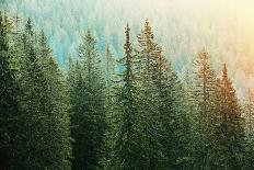 Green Coniferous Forest with Old Spruce, Fir and Pine Trees-zlikovec-Photographic Print