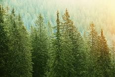 Green Coniferous Forest with Old Spruce, Fir and Pine Trees-zlikovec-Photographic Print