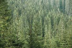 Green Coniferous Forest with Old Spruce, Fir and Pine Trees-zlikovec-Photographic Print