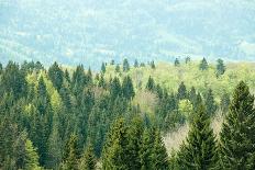 Green Coniferous Forest with Old Spruce, Fir and Pine Trees-zlikovec-Framed Photographic Print