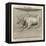 Zodiac-Gaius Julius Hyginus-Framed Stretched Canvas