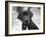 Zoey-Kim Levin-Framed Photographic Print