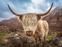 Close up Portrait of a Highland Cattle at the Glamaig Mountains on Isle of Skye, Scotland, UK-Zoltan Gabor-Photographic Print