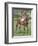 Zoltan, Jockey: M. Beary', 1939-Unknown-Framed Giclee Print