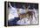 Zone 2 Whitetails-Bruce Miller-Framed Premier Image Canvas