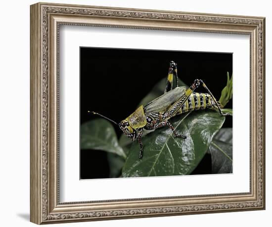 Zonocerus Variegatus (Elegant Grasshopper, Gaudy Grasshopper, Variegated Grasshopper)-Paul Starosta-Framed Photographic Print