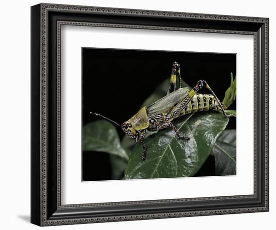 Zonocerus Variegatus (Elegant Grasshopper, Gaudy Grasshopper, Variegated Grasshopper)-Paul Starosta-Framed Photographic Print