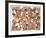 Zoo Composition-Caroline Schultz-Framed Collectable Print