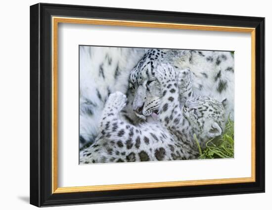 Zoo, Snow Leopards, Unica Unica, Dam, Young, Guards, Series, Wildlife, Animals, Wild Animals-Ronald Wittek-Framed Photographic Print