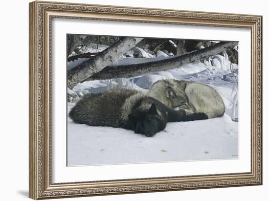 Zoo Wolf 02-Gordon Semmens-Framed Photographic Print