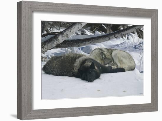 Zoo Wolf 02-Gordon Semmens-Framed Photographic Print