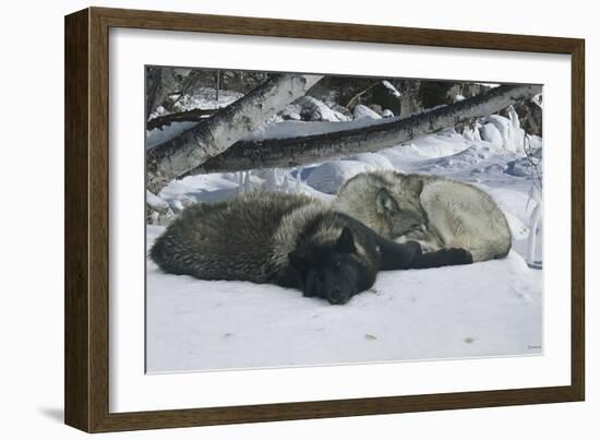 Zoo Wolf 02-Gordon Semmens-Framed Photographic Print