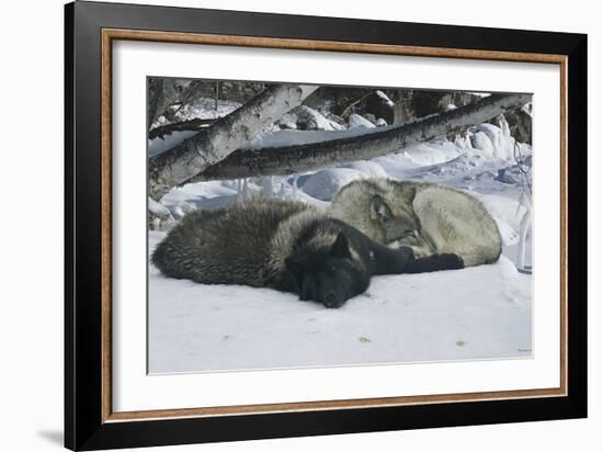 Zoo Wolf 02-Gordon Semmens-Framed Photographic Print