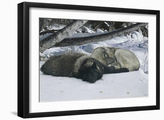 Zoo Wolf 02-Gordon Semmens-Framed Photographic Print