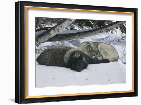 Zoo Wolf 02-Gordon Semmens-Framed Photographic Print