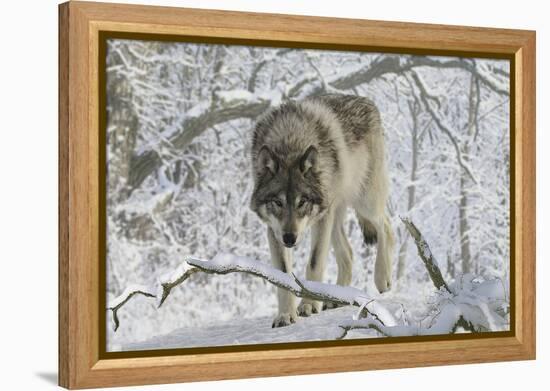 Zoo Wolf 03-Gordon Semmens-Framed Premier Image Canvas