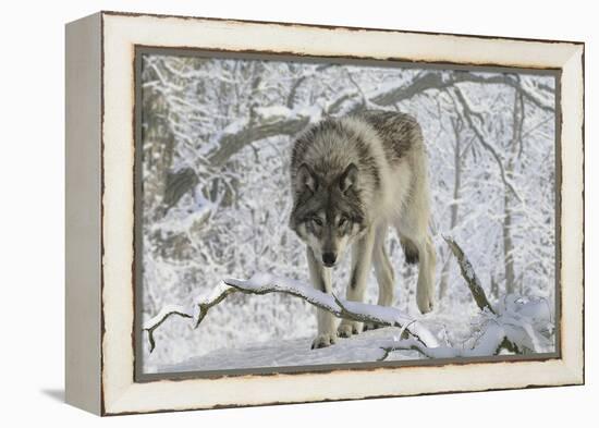 Zoo Wolf 03-Gordon Semmens-Framed Premier Image Canvas