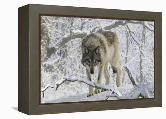 Zoo Wolf 03-Gordon Semmens-Framed Premier Image Canvas