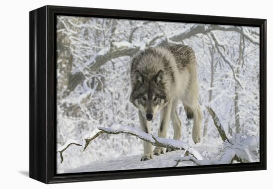 Zoo Wolf 03-Gordon Semmens-Framed Premier Image Canvas