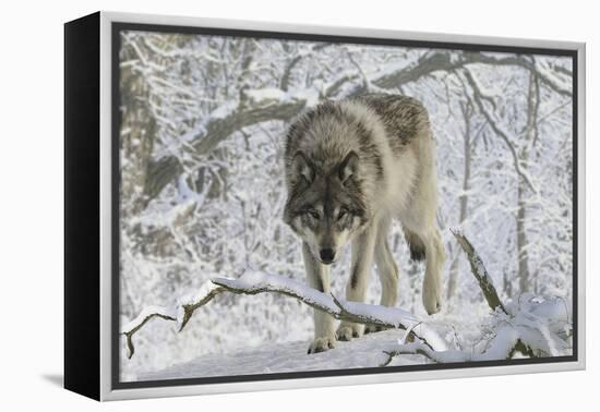 Zoo Wolf 03-Gordon Semmens-Framed Premier Image Canvas