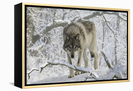 Zoo Wolf 03-Gordon Semmens-Framed Premier Image Canvas