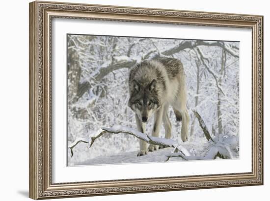 Zoo Wolf 03-Gordon Semmens-Framed Photographic Print