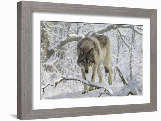 Zoo Wolf 03-Gordon Semmens-Framed Photographic Print