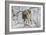 Zoo Wolf 03-Gordon Semmens-Framed Photographic Print