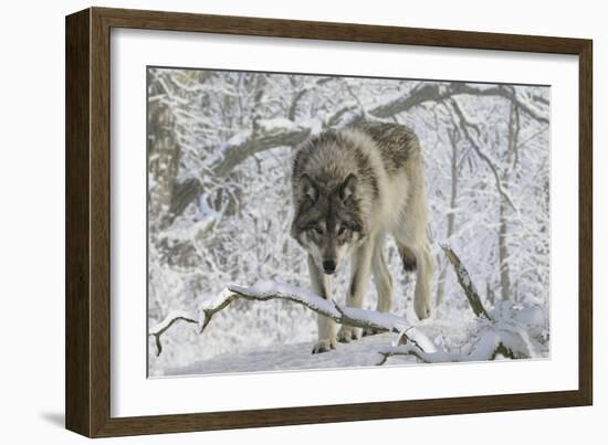 Zoo Wolf 03-Gordon Semmens-Framed Photographic Print