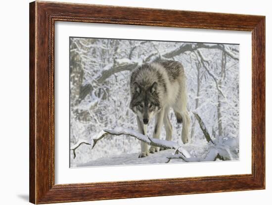 Zoo Wolf 03-Gordon Semmens-Framed Photographic Print