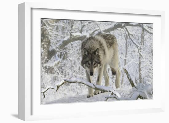 Zoo Wolf 03-Gordon Semmens-Framed Photographic Print