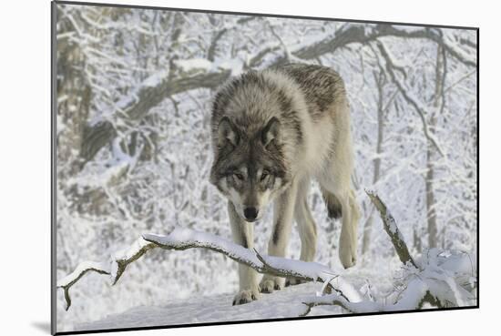 Zoo Wolf 03-Gordon Semmens-Mounted Photographic Print