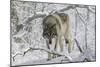 Zoo Wolf 03-Gordon Semmens-Mounted Photographic Print