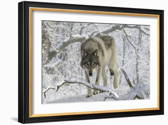 Zoo Wolf 03-Gordon Semmens-Framed Photographic Print