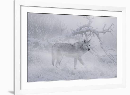 Zoo Wolf 04-Gordon Semmens-Framed Photographic Print