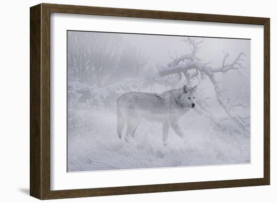 Zoo Wolf 04-Gordon Semmens-Framed Photographic Print