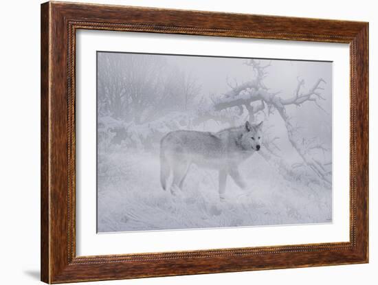 Zoo Wolf 04-Gordon Semmens-Framed Photographic Print