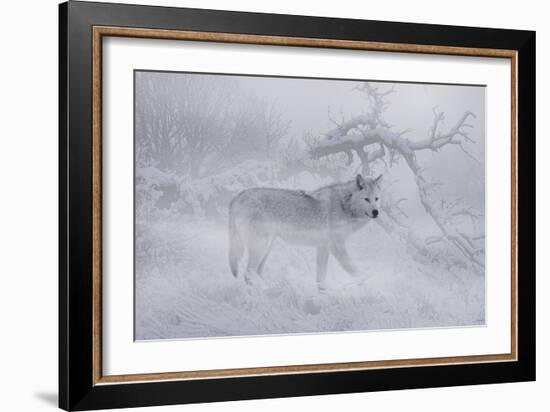 Zoo Wolf 04-Gordon Semmens-Framed Photographic Print