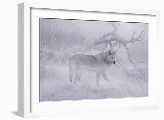 Zoo Wolf 04-Gordon Semmens-Framed Photographic Print
