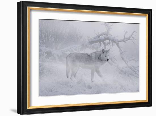 Zoo Wolf 04-Gordon Semmens-Framed Photographic Print