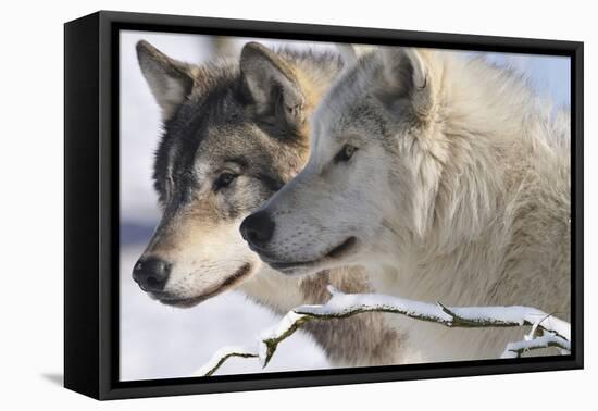 Zoo Wolf 05-Gordon Semmens-Framed Premier Image Canvas