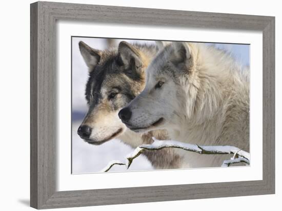 Zoo Wolf 05-Gordon Semmens-Framed Photographic Print