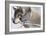 Zoo Wolf 05-Gordon Semmens-Framed Photographic Print