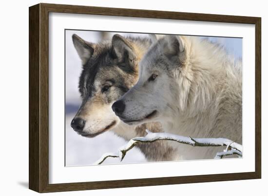 Zoo Wolf 05-Gordon Semmens-Framed Photographic Print