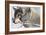 Zoo Wolf 05-Gordon Semmens-Framed Photographic Print